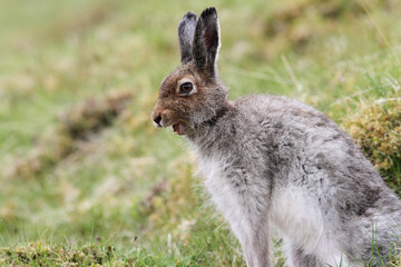 A magnificent Mountain Hare (Lepus timidus) in the highlands of Scotland in its brown summer coat yawning.