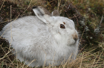 A magnificent Mountain Hare (Lepus timidus) in its winter white coat  high in the Scottish mountains.