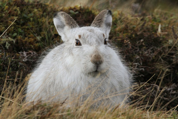 A magnificent Mountain Hare (Lepus timidus) in its winter white coat  high in the Scottish mountains.