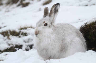 A magnificent Mountain Hare (Lepus timidus) in its winter white coat in a snow blizzard high in the Scottish mountains.