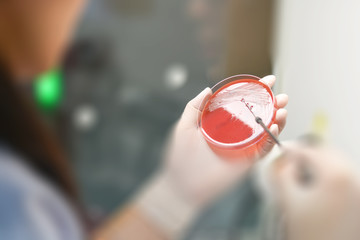 Lab technicians working on the media plate to culture and bacteria and drug resistance of pathogens...
