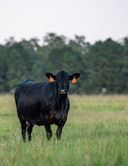 Black Angus cow in tall grass portrait