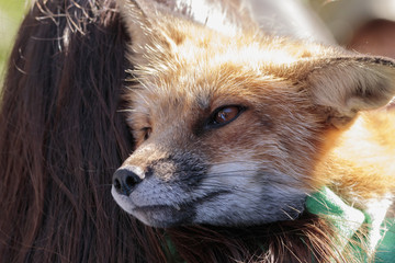 Little tame fox on a  girl shoulder