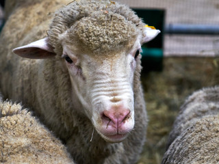 Fototapeta premium Image of a sheep in a stall.