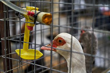 Image drinkers for birds. © PhotoBetulo