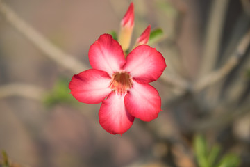 Fototapeta premium Beautiful flower in the garden.