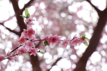 tree, spring, flower, blossom, cherry, pink, branch, nature, bloom, flowers, sakura, blooming, plant, white, sky, beauty, petal, beautiful, blossoms, season, japan, garden, bud, blue, floral