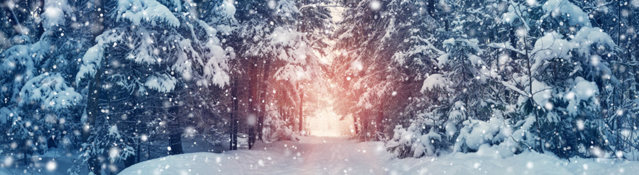 winter panorama on the road through coniferous forest