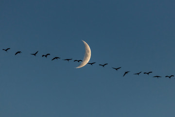 Kraniche und mond