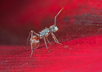 Macro Photo of Tiny Ant on Red Petal of Flower