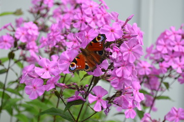 butterfly on flower