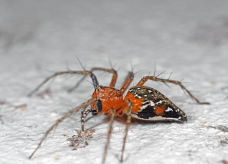Macro Photo of Spider on White Floor