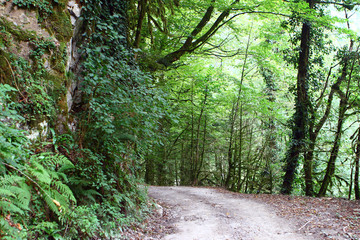 Ground dirty road in forest after the rain, photo of nature