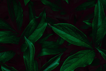 Deep faded green leaves background. Creative layout. Toned image filter. Black and green.