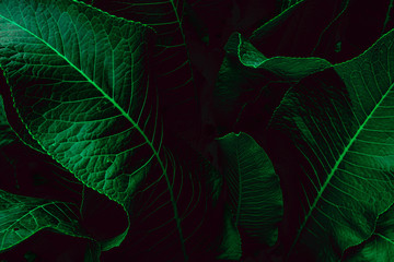 Deep faded green leaves background. Creative layout. Toned image filter. Black and green.