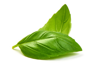 Fresh Green Basil Leaves Herb Spice, closeup, isolated on a white background