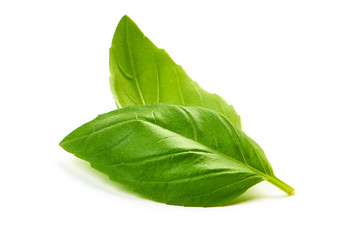 Fresh Green Basil Leaves Spice, closeup, isolated on a white background