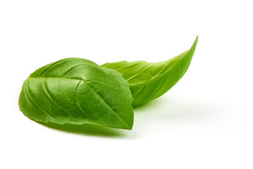 Close-up. Isolated fresh basil herb leaves