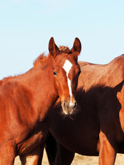 Portrait of a red little foal with a mare against the blue sky
