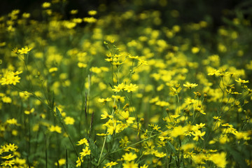 Obraz premium Meadow of small yellow flowers at Kaas plateau, Maharashtra, India