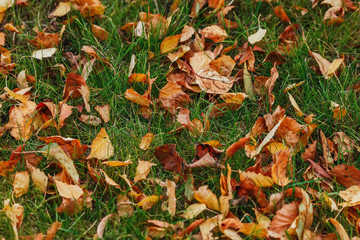 Autumn yellow foliage on green grass in autumnal park