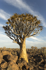Quiver tree forest in Namibia