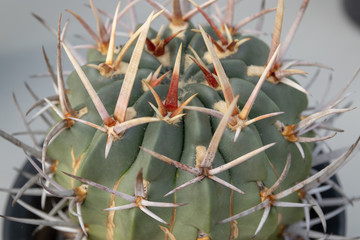 botanic010