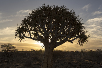Quiver tree forest in Namibia
