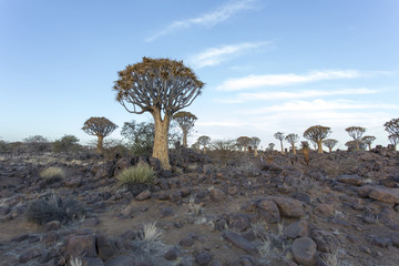 Quiver tree forest in Namibia