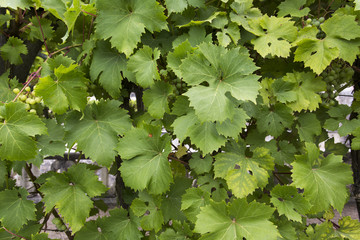 grape plant in spring time