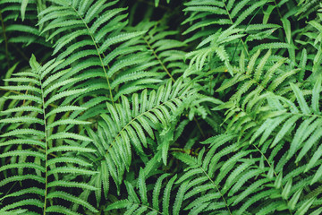 green fern plant wet moist in tropical rainforest mountain nature texture pattern background