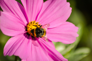 Bees on pink flower