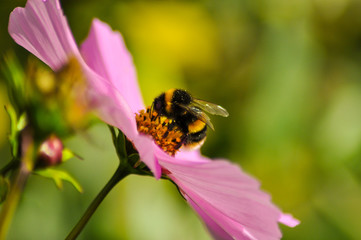 Bees on pink flower