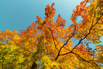 maple foliage in autumn