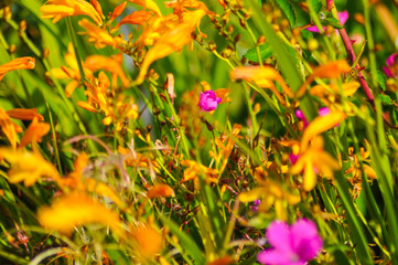 Colorful garden flowers