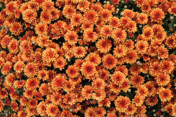 Fresh floral background with vibrant red and orange Chrysanthemum (Hardy Mums) flowers, vivid green foliage and blurred plants .