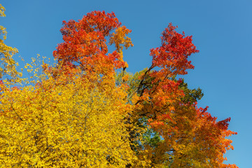 Naklejka premium bright foliage of trees