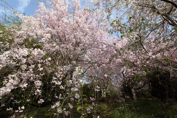 幸田文化公園のしだれ桜