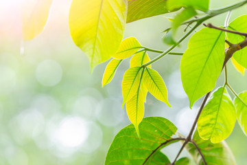 green tree leaves sprout sunny spring blur bokeh nature background