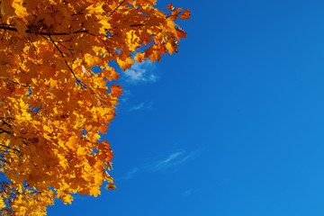 Background from orange autumn maple leaves and the blue sky