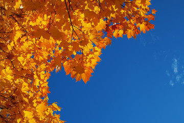 Background from orange and yellow autumn maple leaves and the blue bright sky