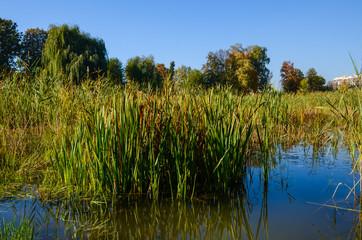 City park in the sunny day in the autumn season