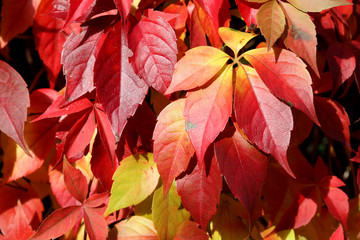 Autumn leaves in reds and yellows in the hedgerows of Braintree, Essex, England
