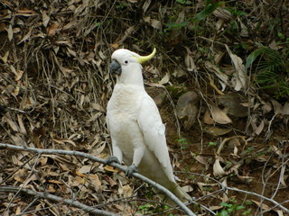 An Australian sulphur crested cockatoo