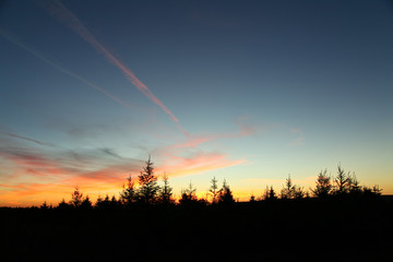 Landscape of pine trees silhouetted by a beautiful sunset