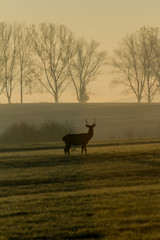 Fototapeta na wymiar silhouette of deer