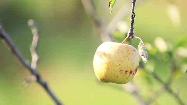 Juicy beautiful amazing nice yellow apple on the tree branch, autumn sunset with light breeze. Shallow depth of the field, 59.9fps.