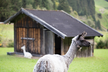 Obraz premium Alpakaherde in den Bergen Österreichs