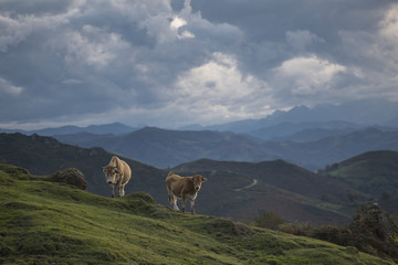 Fototapeta na wymiar cows grazing in mountains from Asturias, Spain