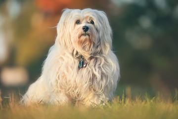 Ein weißer Havaneser